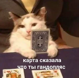 Video sticker 🌟 catari :: @fStikBot