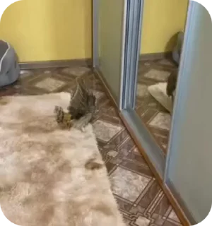 Video sticker 🌟 сова сова сова 🦉🇩🇪 :: @fStikBot