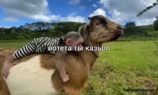Video sticker 🐐 ЖМИ 👉 @memes_stikers ➡️ @Ctikerubot