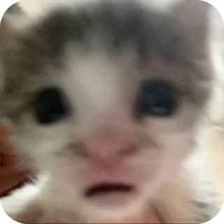 Video sticker 🤲 ачупела