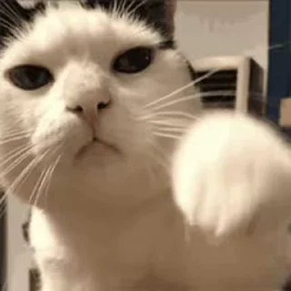 Video sticker 😾 Video cats от @tgstikks