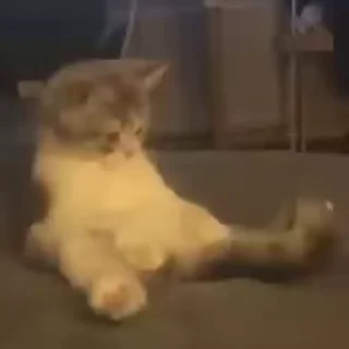 Video sticker 😼 Video cats от @tgstikks