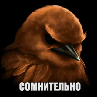 Video sticker 🫤 птички КОНКУРС  ➟ @HolySwear