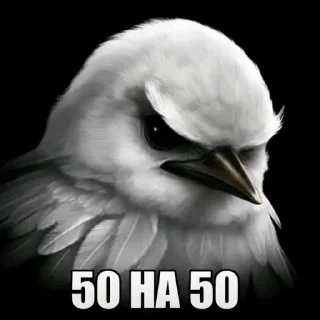 Video sticker 🫤 птички КОНКУРС  ➟ @HolySwear