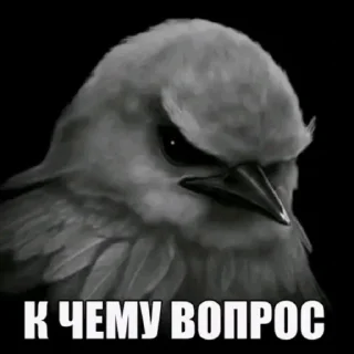 Telegram sticker 🫤 птички КОНКУРС  ➟ @HolySwear