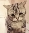 Telegram sticker 😞 Random shit