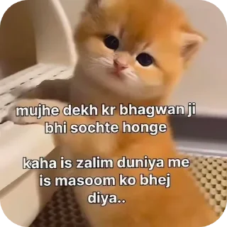 Video sticker 👍 😻😻