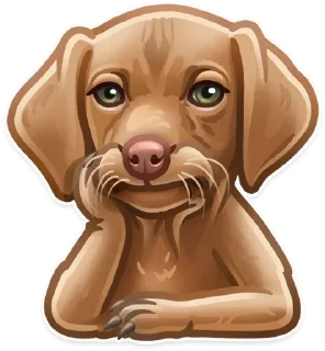 Video sticker 🐶 @studiorack
