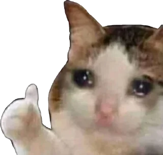 Video sticker 👍 ° ₮єαм ℘яє∂αтσяѕ °