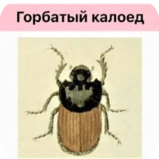 Video sticker 🐞 For all chatting moments