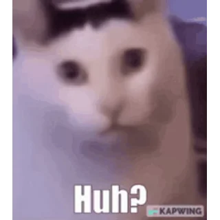 Video sticker 😊 cat meme