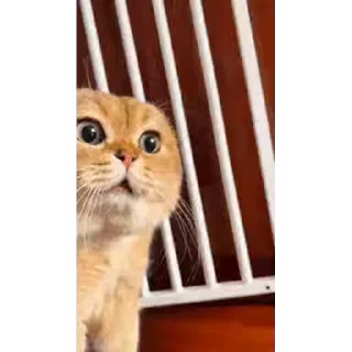 Video sticker 😊 cat meme