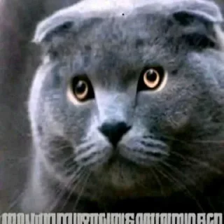 Sticker ❤️ бро ты умрешь итд