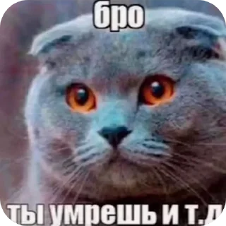 Video sticker 🐦 бро ты умрешь итд