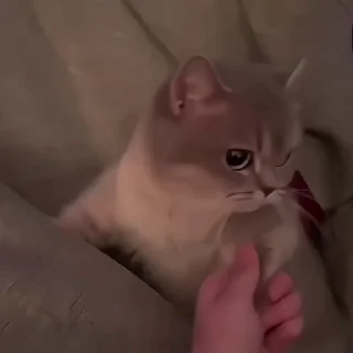 Video sticker 🐈 @AnujSOfficial's Kang Pack (Video) Vol.11