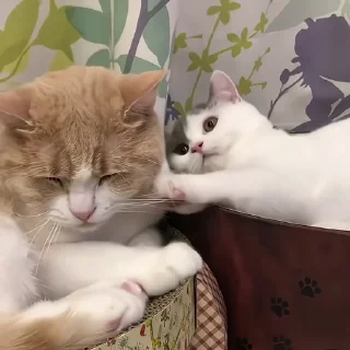 Video sticker 🩹 @AnujSOfficial's Kang Pack (Video) Vol.11