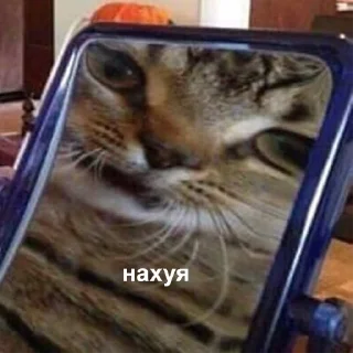 Sticker 🤨 Это конец