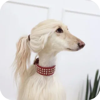 Telegram sticker 🐶 Random Stuff