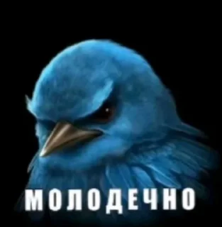 Video sticker 🤩 Птицы малого полета | @wh1so
