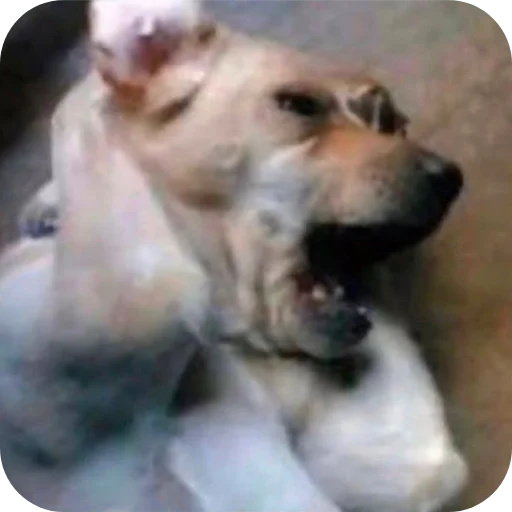 Telegram sticker 🐶 Currycel17 :: @fStikBot