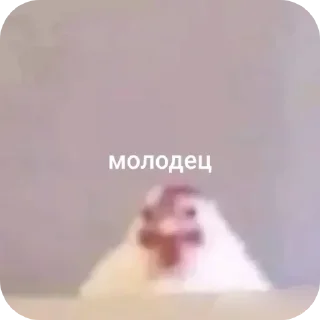 Video sticker 🤲 Цып цып