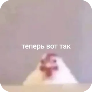 Telegram sticker 🤲 Цып цып