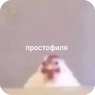Video sticker 🤲 Цып цып