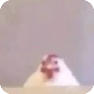 Sticker 🤲 Цып цып