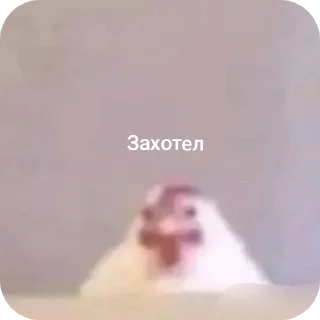 Telegram sticker 🤲 Цып цып