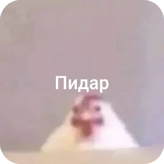 Telegram sticker 🤲 Цып цып