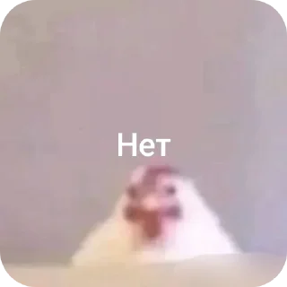 Telegram sticker 🤲 Цып цып