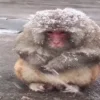 Video sticker 🥶 д🍄