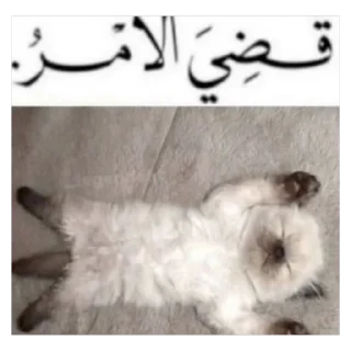 Sticker 🫥 Sultan @r1oxx