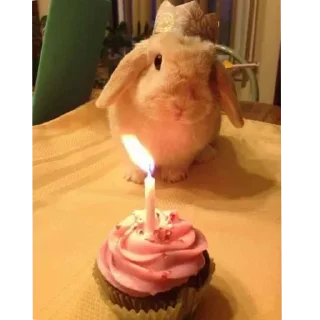 Телеграм стикер 🌟 lio gang