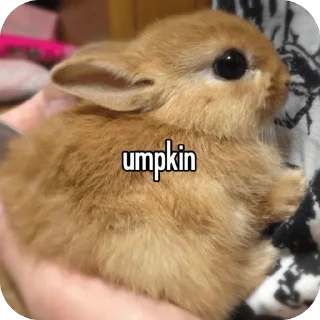 Video sticker 🫥 lio gang