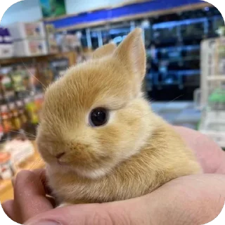 Video sticker 🫥 lio gang