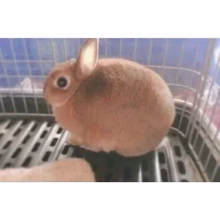 Телеграм стикер 🥔 lio gang