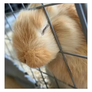 Телеграм стикер 🫥 lio gang