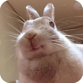 Video sticker 🫥 lio gang