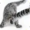 Video sticker 🐱 emoji_barsiki @sno...