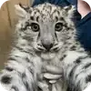 Video sticker 🐱 emoji_barsiki @sno...
