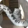 Video sticker 🐱 emoji_barsiki @sno...