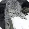 Video sticker 🐱 emoji_barsiki @sno...