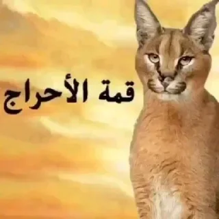 Video sticker 😶 حگ  داستر