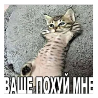 Telegram stiker 🫥 @notfosa