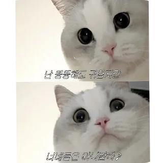 Video sticker 🐱 귀요미월드2 @akoscutethings