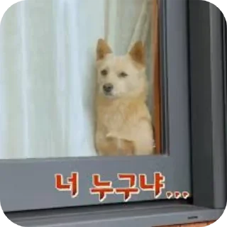 Telegram sticker 🐶 귀요미월드2 @akoscutethings