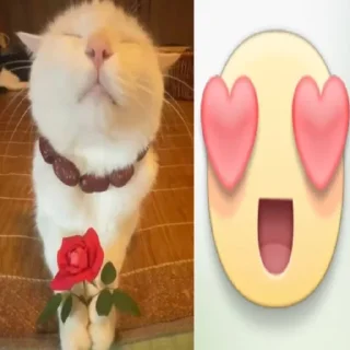 Video sticker 🤩 Бебра @MoiStikiBot