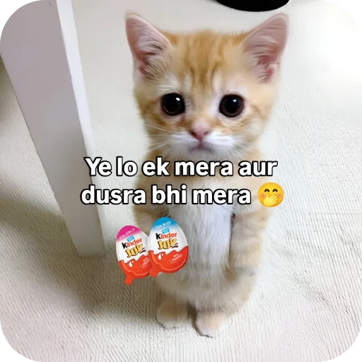 Telegram sticker 🐱 @Sargentflux