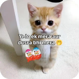 Video sticker 🐱 @Sargentflux